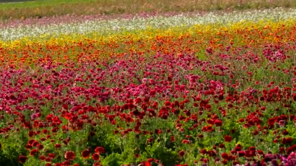 Persiska Buttercup Flower Field Kalifornien Usa Röd Rosa Och Gul — Stockvideo