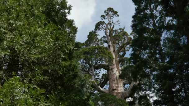 Sequoia Forest Time Lapse General Grant Nuages Arbres — Video