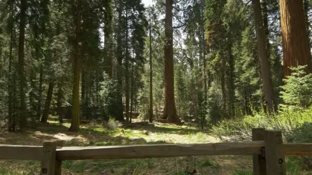 Sequoia Orman Zamanı Hızı Grant Grove Kralları Kanyonu Ulusal Parkı — Stok video