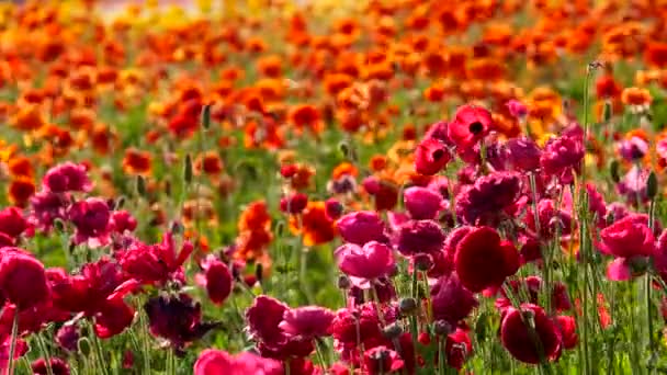 Perzische Buttercup Flower Field Closeup Californië Verenigde Staten Paars Oranje — Stockvideo