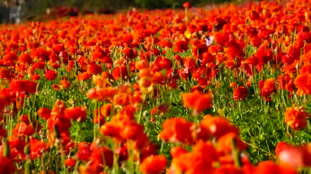 Persa Buttercup Flower Field Closeup Califórnia Eua Laranja — Vídeo de Stock