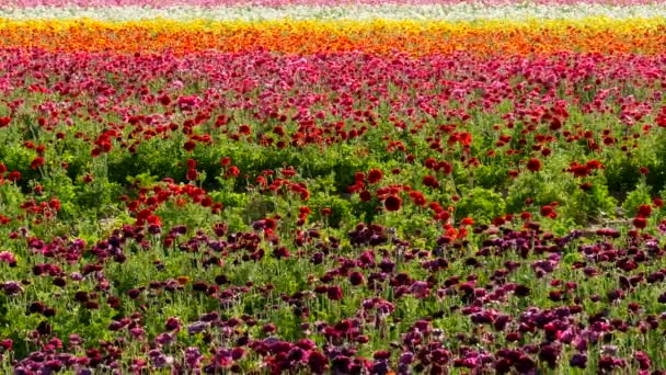 Perzische Buttercup Flower Field Californië Verenigde Staten Rood Roze — Stockvideo