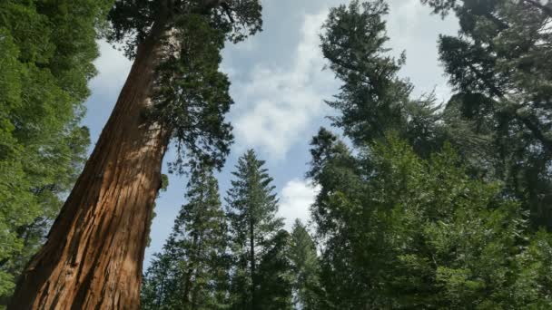 Sequoia Forest Time Lapse General Grant Nuages Arbres — Video