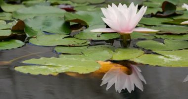 Pembe Lily Pedi Suyun Üzerinde Yansımalar
