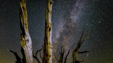 Samanyolu Galaksisi ve Perseid Meteor Yağmuru Antik Çam Ormanı, Kaliforniya