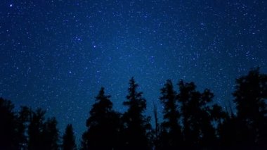Çam Çamı Antik Orman Galaksisi Zaman Hızı Astrofotografı Kaliforniya Eğilimi