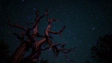 Çam Çamı Antik Ormanı Samanyolu Galaksisi Zaman Hızı Astrofotografı Kaliforniya