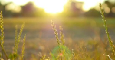 Yeşil Çimenler ve Gün Işığı Vuruşu Sağ Sığ Odaklı Makro