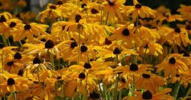 Rüzgarda sallanan ayçiçekleri