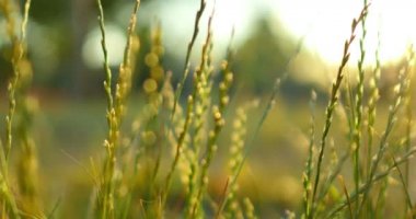 Yeşil Çimenler Çekim Sağa Sığ Odaklanma Makroskobu