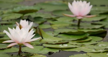 Pembe Lily Pedi Yansımaları ve Gölette Yapraklar