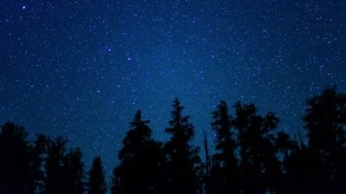 Çam Çamı Antik Ormanı Samanyolu Galaksisi Zaman Hızı Astrofotografı Kaliforniya