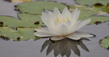 Suda Beyaz Lily Pedi Yansımaları