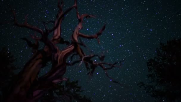 ブリストルパイン古代の森天の川銀河のタイムラプス天体写真はカリフォルニアを傾ける — ストック動画