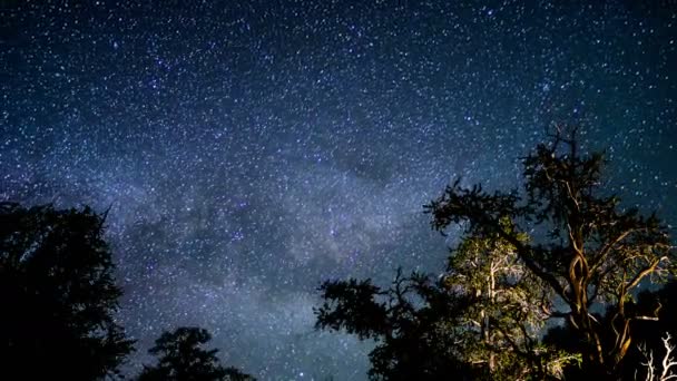 ブリストルパイン古代の森天の川銀河のタイムラプス天体写真カリフォルニア — ストック動画