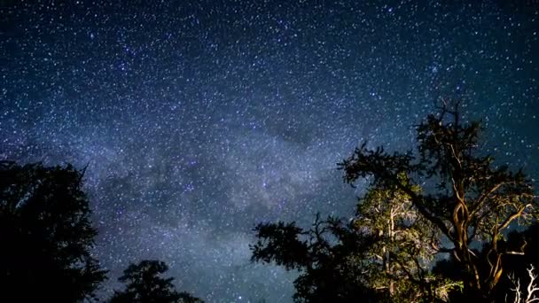 Çam Çamı Antik Ormanı Samanyolu Galaksisi Zaman Hızı Astrofotografı Kaliforniya — Stok video