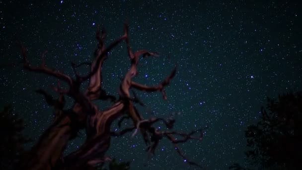 Сосновый Бор Древний Лес Галактика Млечный Путь Время Астрофотографии Калифорния — стоковое видео
