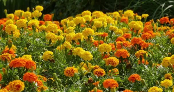Mary Gold Fleurs Jardin botanique