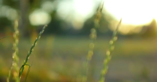 Green Grasses Dolly Shot Left Shallow Focus Macro — Stock Video