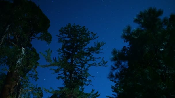 Sequoia Time Lapse Stars Dolly Panning Grant Grove Kings Canyon — Stock video