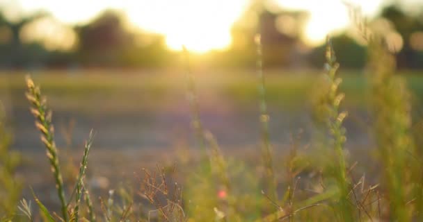 绿草和夕阳西下的落日光柱 左撇光聚焦宏观 — 图库视频影像