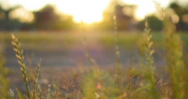 Graminées Vertes Coucher Soleil Dolly Shot Gauche Focus Peu Profond — Video