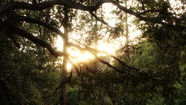 Bosque Sunset Sunlight Time Lapse Tilt Pine Tree Forest — Vídeo de stock