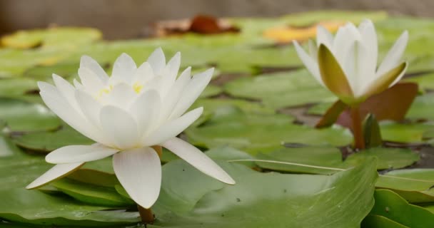 Vit Lily Pad Blomma Och Blad Pond — Stockvideo