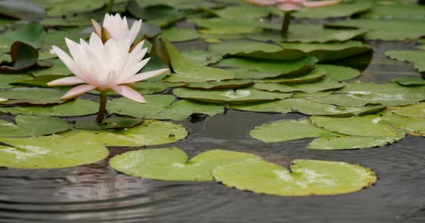 Pink Lily Pad Reflecties Water — Stockvideo