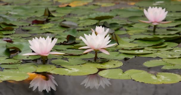 Merah Muda Lily Pad Refleksi Atas Air — Stok Video