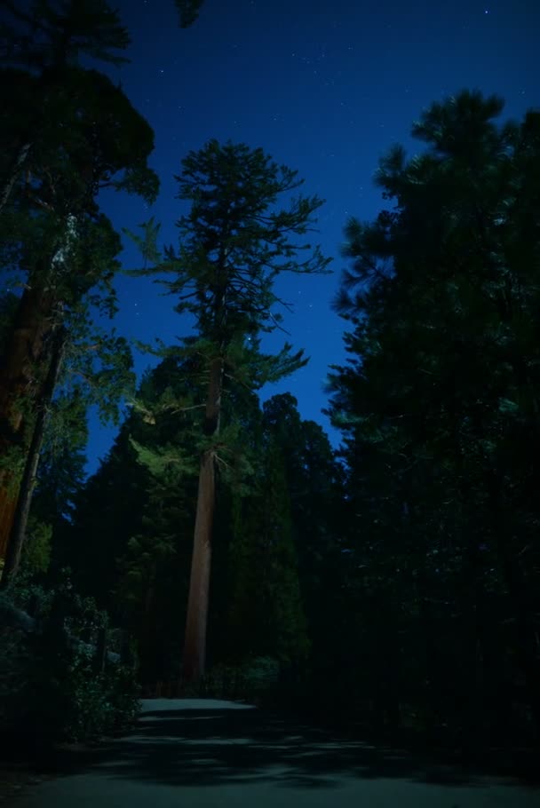 Sequoia Time Lapse Yıldızları Dikey Dolly Panning Grant Grove Kings — Stok video