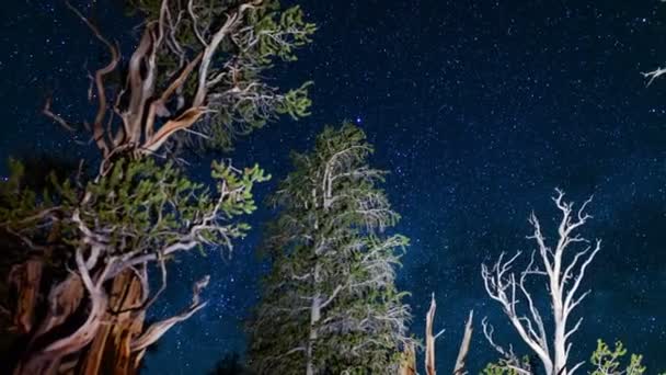 Bristlecone Pine Ancient Forest Dolly Pan Milky Way Galaxy Time — Vídeo de stock