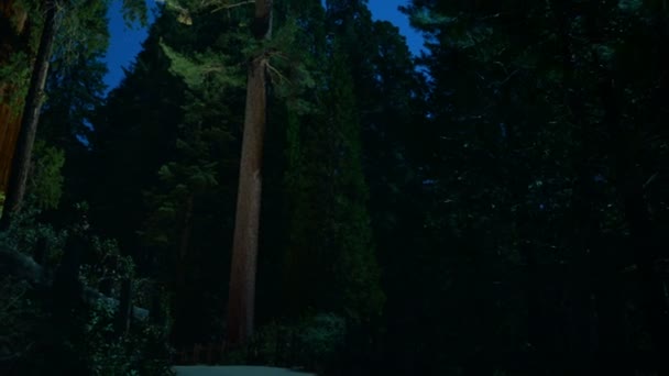 Sequoia Time Lapse Stars Dolly et Tilt Up Grant Grove dans le parc national de Kings Canyon Californie États-Unis