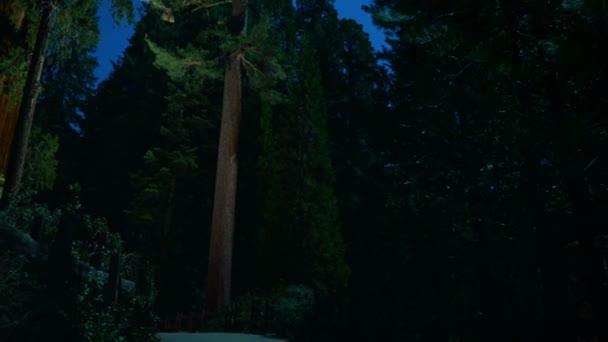 Sequoia Time Lapse Stars Dolly Tilt Grant Grove Kings Canyon — Stockvideo