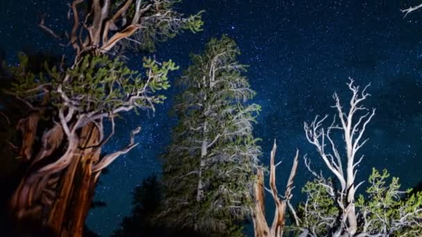 Bristlecone Pinheiro Floresta Antiga Dolly Pan Láctea Galaxy Time Lapse — Vídeo de Stock