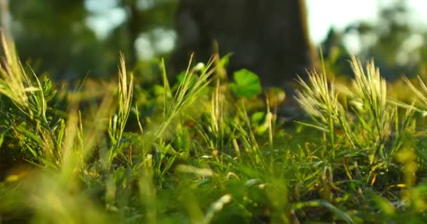 Gröna Gräs Dolly Sköt Höger Shallow Focus Macro — Stockvideo