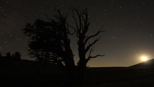 天の川銀河とペルセウス座流星群古代ブリスコンパインの森の時間 Lapse California — ストック動画
