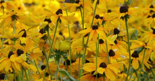 Zonnebloemen Zwaaien Wind Closeup — Stockvideo