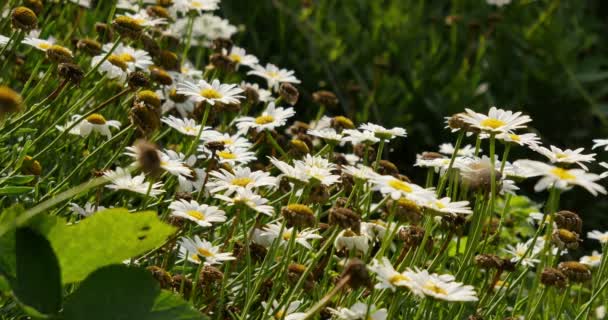 Vita Tusensköna Blommor Närbild — Stockvideo