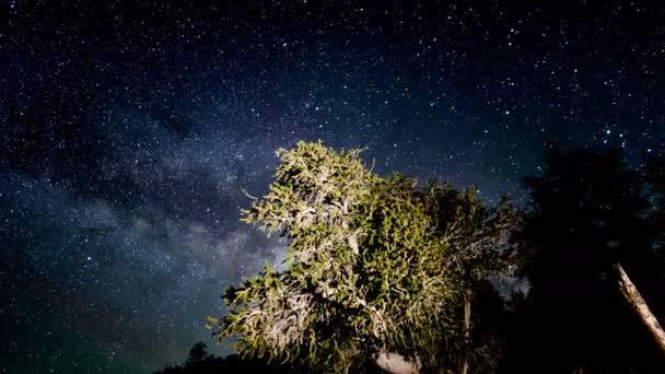 Bristlecone Dennen Oerwoud Dolly Pan Melkweg Galaxy Time Lapse Astrofotografie — Stockvideo