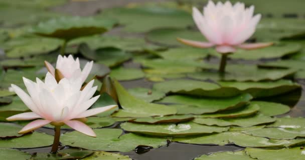 池のピンクリリーパッドの反射と葉 — ストック動画