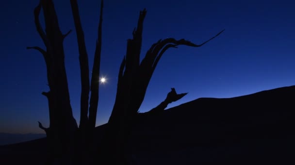Láctea Galaxy Perseid Meteor Shower Ancient Bristlecone Pine Forest Time — Vídeo de Stock