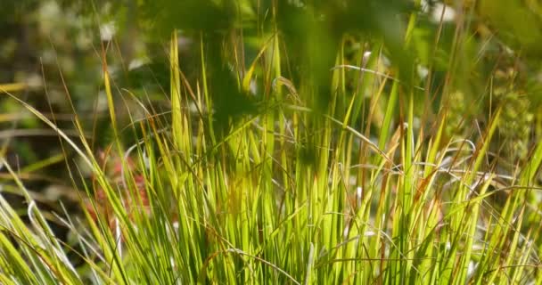 緑の草と日没の太陽の光ドリーショット左浅いフォーカスマクロ — ストック動画
