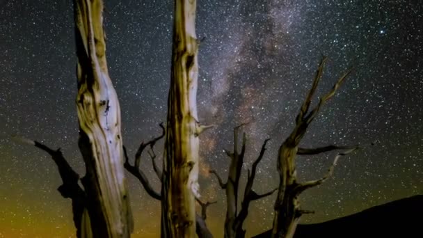 Samanyolu Galaksisi Perseid Meteor Yağmuru Antik Çam Ormanı Kaliforniya — Stok video