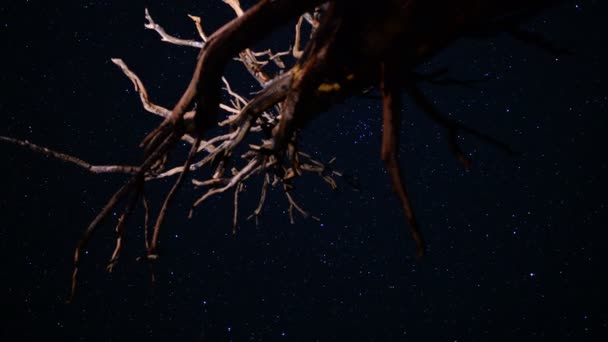 Ancient Forest Stars Time Lapse Dolly Pan Bristlecone Sosna California — Wideo stockowe