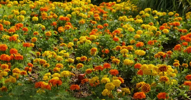 Jardín Botánico Flores Oro María — Vídeos de Stock