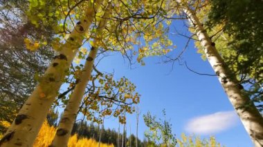 Aspen Ormanı Büyük Kanyon Ulusal Parkı Kuzey Rim Arizona ABD 'de Sonbahar Yeşilliği