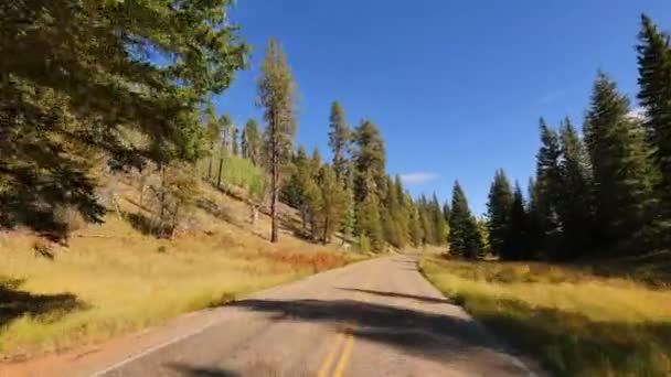 Conduciendo Través Foliage Grand Canyon North Rim Aspen Forest Arizona — Vídeo de stock