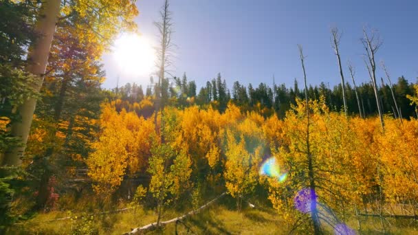 Follaje Otoño Del Bosque Aspen Parque Nacional Del Gran Cañón — Vídeo de stock