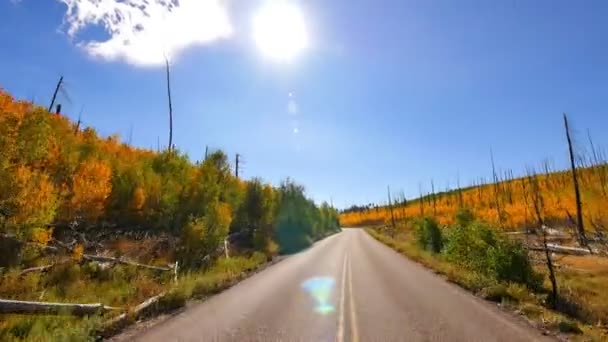 Conduciendo Través Foliage Grand Canyon North Rim Aspen Forest Arizona — Vídeo de stock